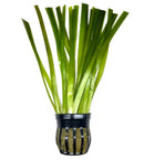 Jungle Val Pot: Green aquatic plant in black mesh holder for aquariums