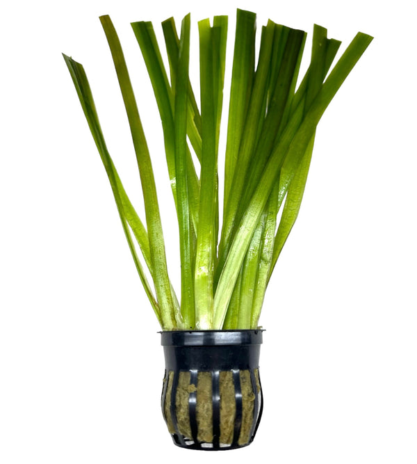 Jungle Val Pot - [AquaticMotiv]