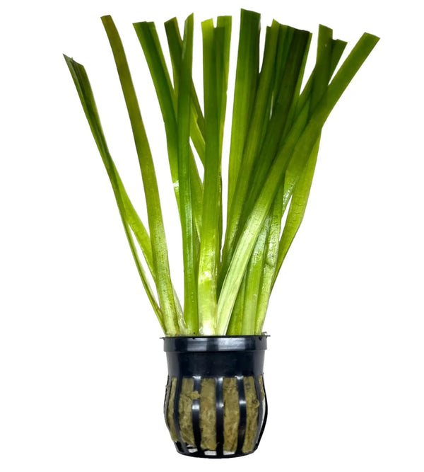 Jungle Val Pot: Green aquatic plant in black mesh holder for aquariums