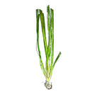 Fresh Jungle Val Vallisneria americana bunch with white roots and stems