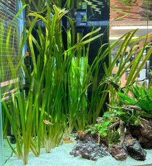 Jungle Val artificial Vallisneria americana aquarium plant, green and vibrant