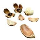 Khaya Pods (pieces) - AquaticMotiv