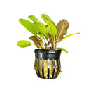 Kleiner Bar Sword black plastic pot with green aquatic plant and netting base