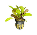 Kleiner Bar Sword: Green and brown aquatic plant in black pot with gold accents