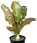 Kleiner Bar Sword green leafy aquatic plant in black pot with water beads