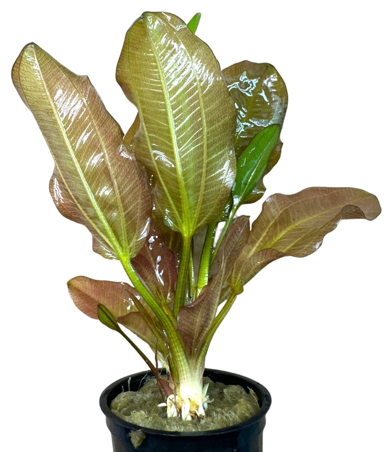 Kleiner Bar Sword - [AquaticMotiv]