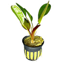 Kleiner Bar Sword: green and red leafed plant in black pot with yellow stripes