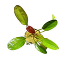Kleiner Bar Sword: Green aquatic plant with red pod and floating leaf design