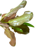 Kleiner Bar Sword: green leafy aquatic plant with broad glossy leaves