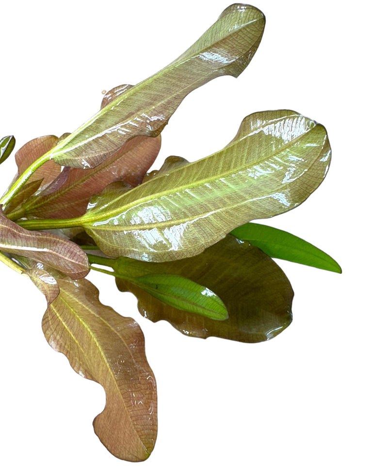 Kleiner Bar Sword - [AquaticMotiv]