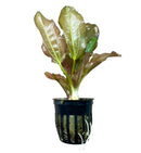Kleiner Bar Sword: green leafy aquatic plant in black mesh pot for aquariums