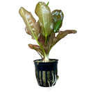 Kleiner Bar Sword: Green leafy aquatic plant in black pot with white roots