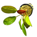 Kleiner Bar Sword green leafy plant in black yellow striped pot with gold moss