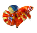 A vibrant koi betta male fish with orange yellow body and iridescent blue accents on its fins