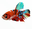 A vibrant koi betta male fish with flowing orange and blue multicolored fins for aquarium display