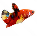 A koi betta male fish with vibrant red and yellow body black markings and iridescent blue accents on its tail