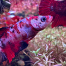 Koi Galaxy Plakat Female Betta Sorority Pack - [AquaticMotiv]
