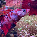 A vibrant red and white koi galaxy plakat female betta fish with flowing fins swimming gracefully in an aquatic environment