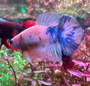 A vibrant koi galaxy plakat female betta sorority pack fish with pinkish orange body and blue purple fin markings
