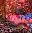 A vibrant red and blue koi galaxy plakat female betta fish with iridescent scales swimming in an aquarium sorority pack