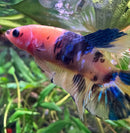 A vibrant koi galaxy plakat female betta sorority pack fish with a pink head blue black body and yellow blue fins