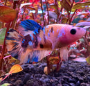 A vibrant koi galaxy plakat female betta with pinkish-orange body and blue black fins swimming among aquatic plants