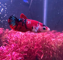 A vibrant red and black koi galaxy plakat female betta sorority pack fish with iridescent blue tail accents above pink plants