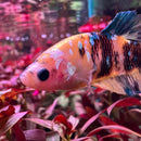 A vibrant orange and black koi galaxy plakat female betta with blue spots swims among red aquatic plants in sorority pack