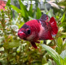 A vibrant red and black koi galaxy plakat female betta sorority pack fish with flowing fins swimming among green aquatic plants