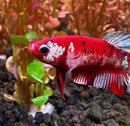 A vibrant red koi galaxy plakat female betta with white and black markings swims gracefully in a sorority pack aquarium