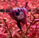 A striking red and white koi galaxy plakat female betta fish swims among vibrant pink aquatic plants in sorority pack