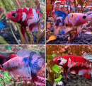 Vibrant red and white koi galaxy plakat female betta fish with flowing fins swimming gracefully in an aquatic environment