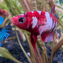 A vibrant red and white koi galaxy plakat female betta fish with flowing fins swimming gracefully