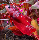 A vibrant red koi galaxy plakat female betta with iridescent scales swims among colorful aquatic plants