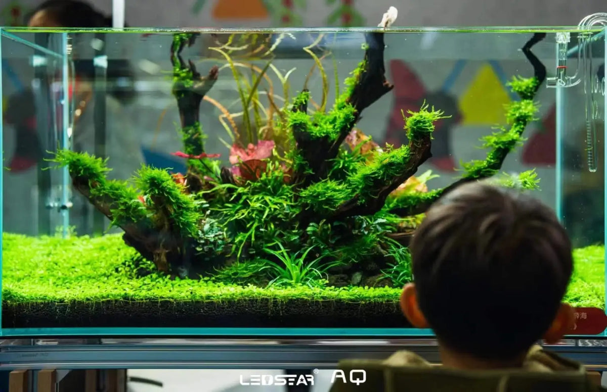 LEDSTAR AQS Pro Aurora RGBW LED Light | Aquatic Motiv LEDSTAR AQS Pro Aurora RGBW LED Light | Aquatic Motiv