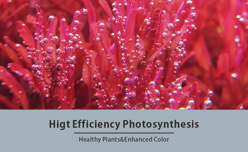 LEDSTAR AQS Pro AURORA LED Light - [AquaticMotiv]