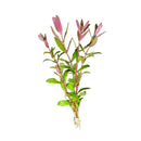 Limnophila Aromatica green aquatic plant with pink flowers and white roots for aquariums