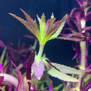 Limnophila Aromatica - AquaticMotiv