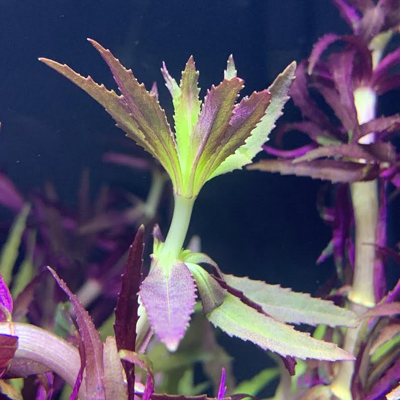 Limnophila Aromatica - AquaticMotiv