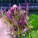 Limnophila Aromatica purple aquatic plant with serrated edges