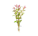 Limnophila Aromatica pink and green aquatic plant bundle with roots