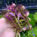 Limnophila Aromatica purple green aquatic plant with delicate leaves