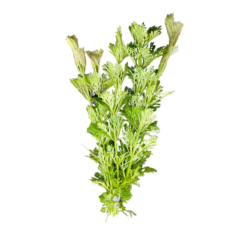 Limnophila Heterophylla - [AquaticMotiv]