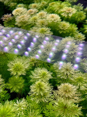 Limnophila Heterophylla green aquatic plant with feathery leaves and white flowers