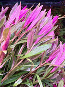 Pink and purple Limnophila Hippuridoides leafy plant bundle