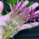 Hand holding purple and green Limnophila Hippuridoides aquatic plant