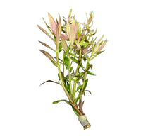 Limnophila Hippuridoides green aquatic plant with white variegation