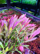 Vibrant purple and green Limnophila Hippuridoides artificial aquatic plant with pinkish stems