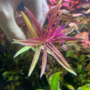 Purple and yellow starfish aquarium decoration Limnophila Hippuridoides