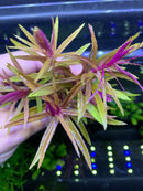 Vibrant purple and green Limnophila Hippuridoides with feathery leaves